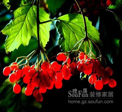農(nóng)歷七夕 那些與情人有關(guān)的事